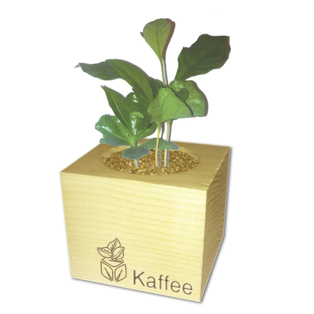 EcoCube - Plantes en cubes de bois - Café