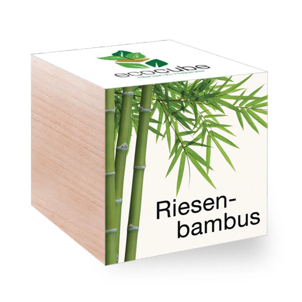 EcoCube - Plantes en cubes de bois - Bambou géant