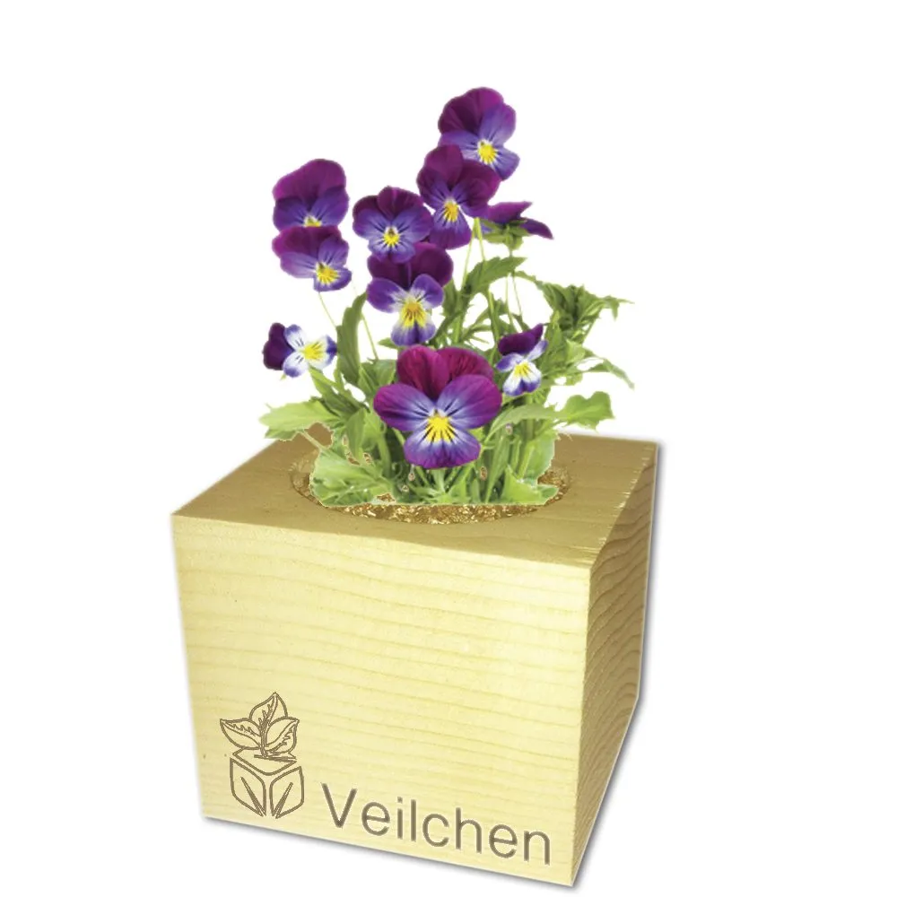 EcoCube - Plantes en cubes de bois - Violettes