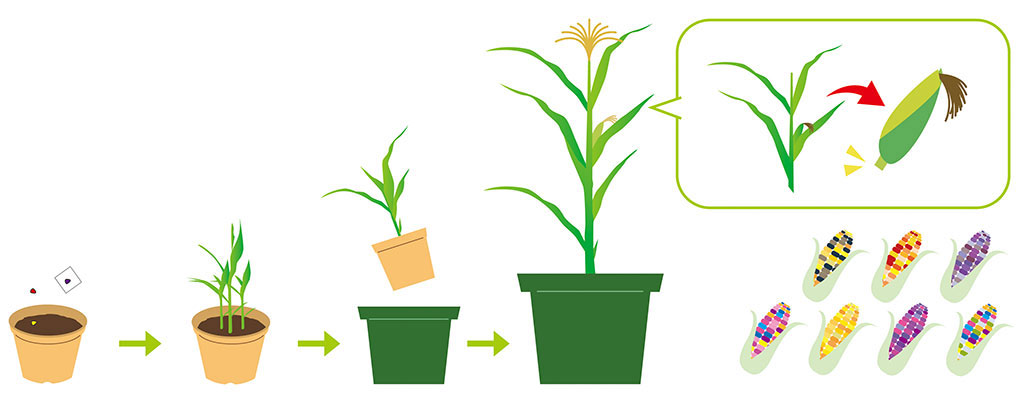 Kit de plantation - Cultiver soi-même du maïs arc-en-ciel
